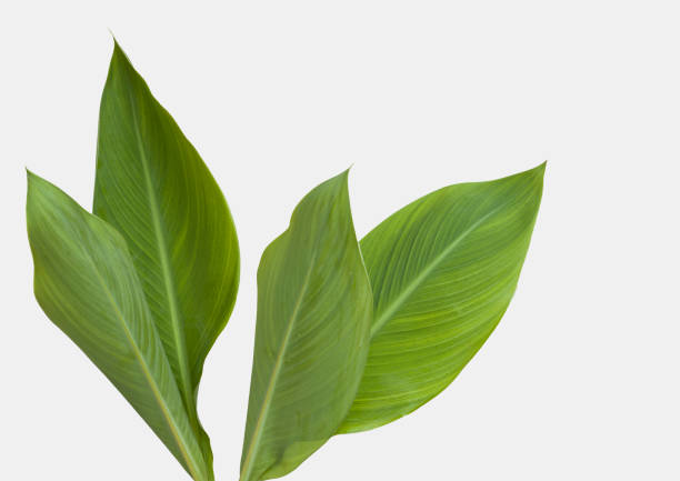 istock plant leaves over white background 1168274122