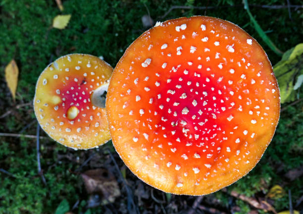 istock Red toxic mushrooms on green moss in summer forest close up 1168275520