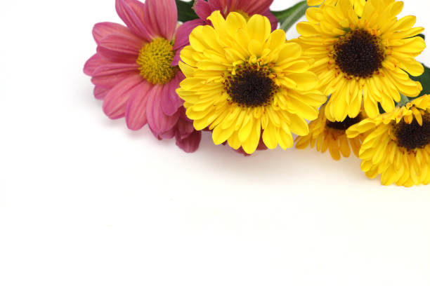 istock bouquet of chrysanthemum in a white background 1168275699