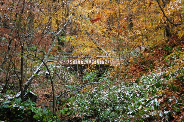 istock Trees, Autumn, Winter, Snow 1168277753
