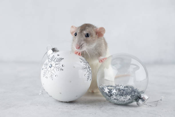 istock Rat with Christmas glass ball decorations 1168277770