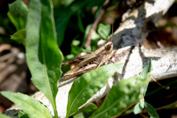 istock green grasshopper in the grass 1168277957