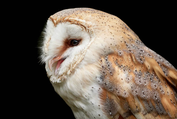 istock Barn owl side portrait and black background - Tyto alba 1168278045