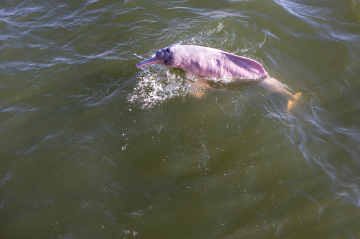 Pink dolphin swimming in river in brazilian amazon. Inia geoffrensis is an endangered animal species of Amazon.