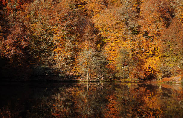 istock Trees, Autumn, Winter, Snow 1168279052