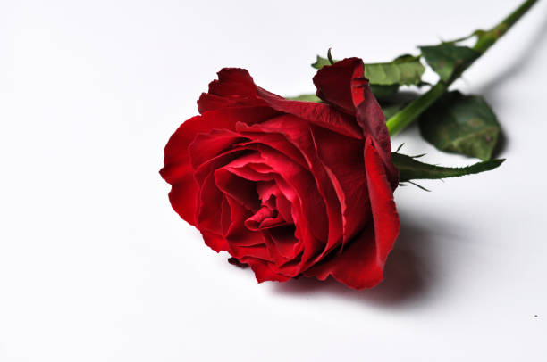 istock Beautiful red rose isolated on white background.Copy space 1168279244