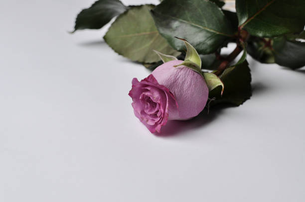 istock Beautiful pink rose isolated on white background.Copy space 1168279324