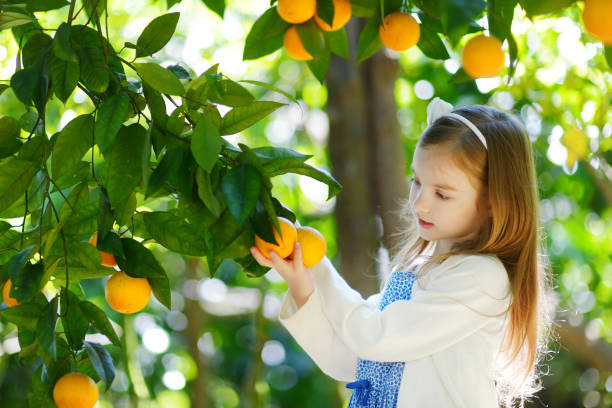 istock Adorable little girl picking fresh ripe oranges 1168280457