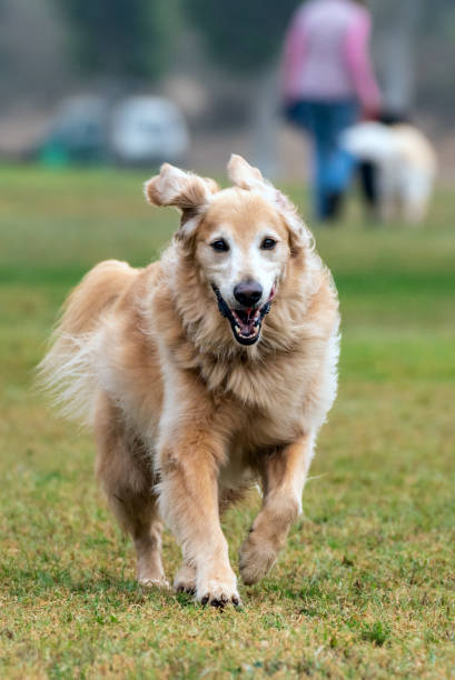 istock Fun social time for canines at park. 1168285640