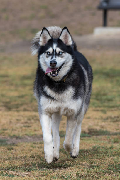 istock Fun social time for canines at park. 1168285679