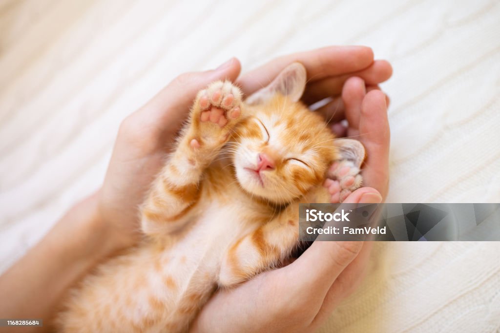 Un gatito durmiendo en manos de hombre. Los gatos duermen. - Foto de stock de Gatito libre de derechos