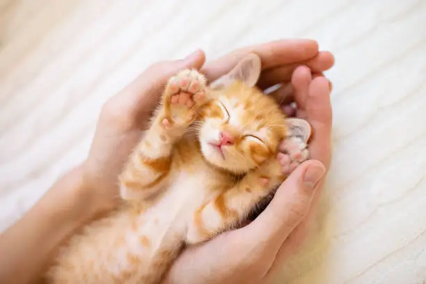 Photo of Kitten sleeping in man hands. Cats sleep.