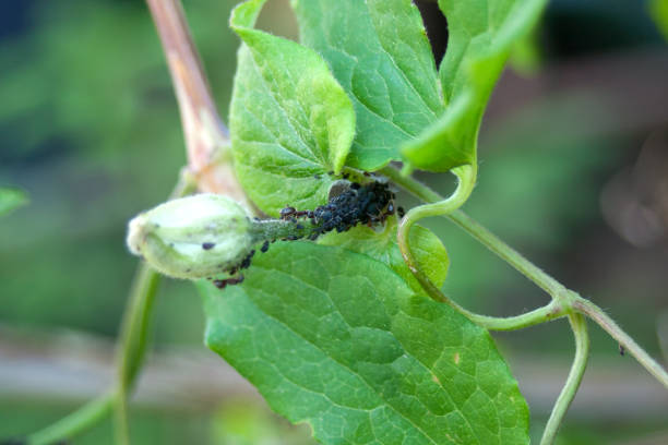 afidi - afide e formica sulla pianta - aphidoidea - erkennen foto e immagini stock