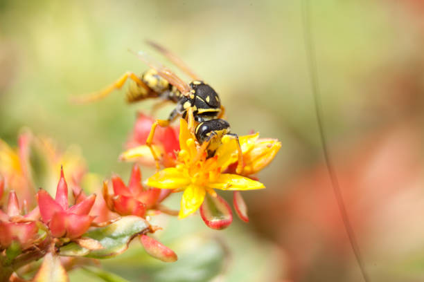 istock Gallic field wasp - wasp sitting on flower ( Polistes dominula, gallica) 1168286255
