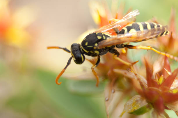 istock Gallic field wasp - wasp sitting on flower ( Polistes dominula, gallica) 1168286257