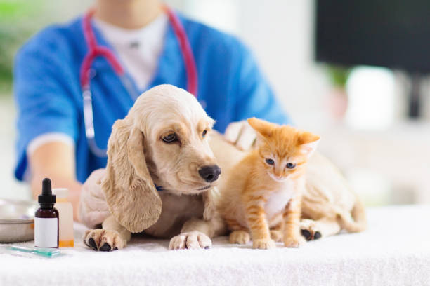veterinario con perro y gato. cachorro y gatito en el médico. - vet domestic cat veterinary medicine stethoscope fotografías e imágenes de stock