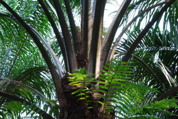 istock Oil palm trees plantation in Malaysia 1168295763