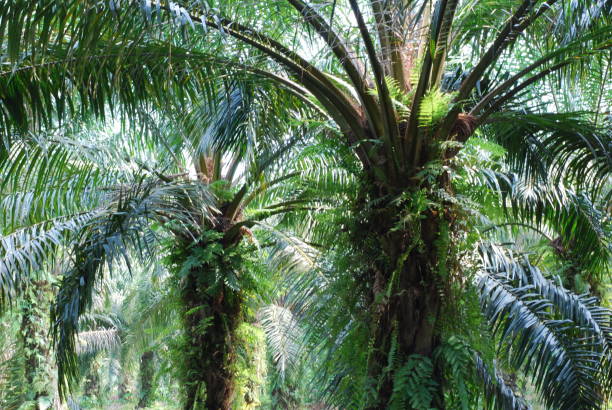 istock Oil palm trees plantation in Malaysia 1168295769