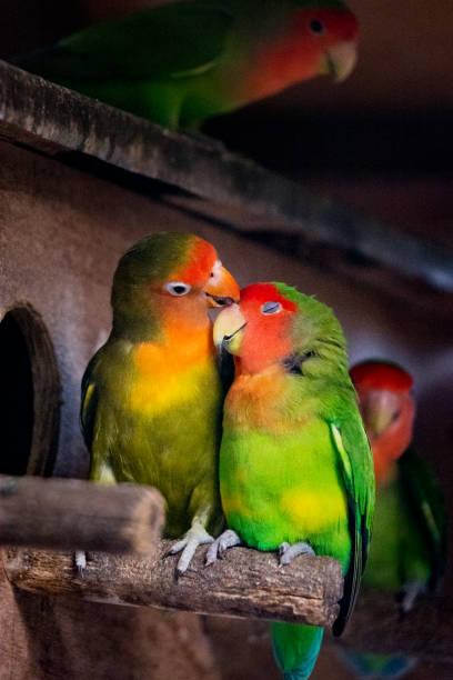 Parrot couple in love - lovebirds Parrot couple in love. Lovebirds are a social and affectionate small parrot native to the African continent. vibrant color birds wild animals animals and pets stock pictures, royalty-free photos & images