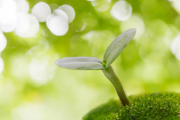 istock Eco image of plants that germinate in the green forest 1168300708