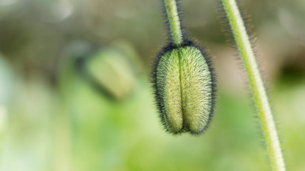 ぼやけた自然の背景に選択的な焦点を持つ美しい緑のケシの芽。薄緑色の背景を持つフィールド上のふわふわポピーの花。春の時間のコンセプト。柔らかい芽と夏の花を咲かせる - poppy bud ストックフォトと画像