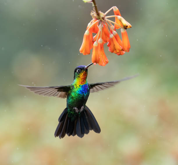istock Fiery-throated Hummingbird in Costa Rica 1168302637