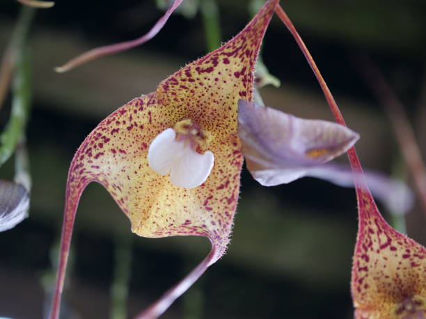 orquídea nomeada dracula - dracula orchid - fotografias e filmes do acervo