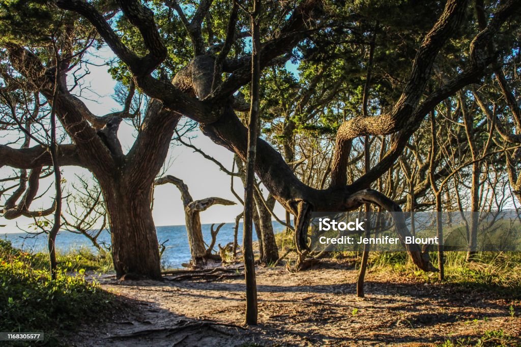 Old live oak trees on Ocracoke Island North Carolina Ocracoke Island Stock Photo