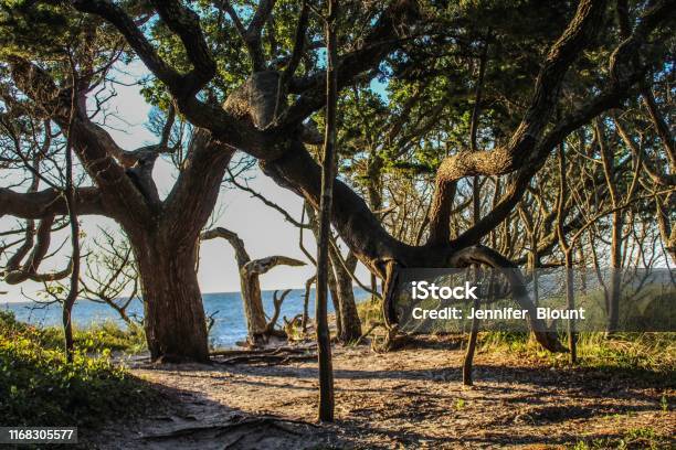 Old Live Oak Trees On Ocracoke Island North Carolina Stock Photo - Download Image Now