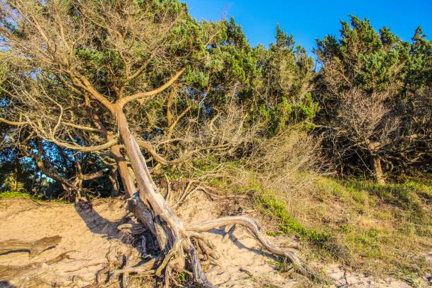 Dead tree at the beach with beautiful sun star in the middle of the picture shining through the branches