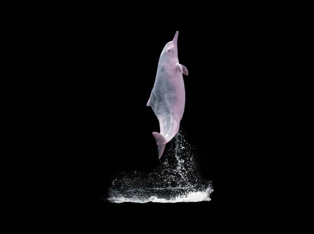 ピンクのイルカは、クリッピングパスで黒い背景に隔離された水を飛び越える - happy dolphin ストックフォトと画像