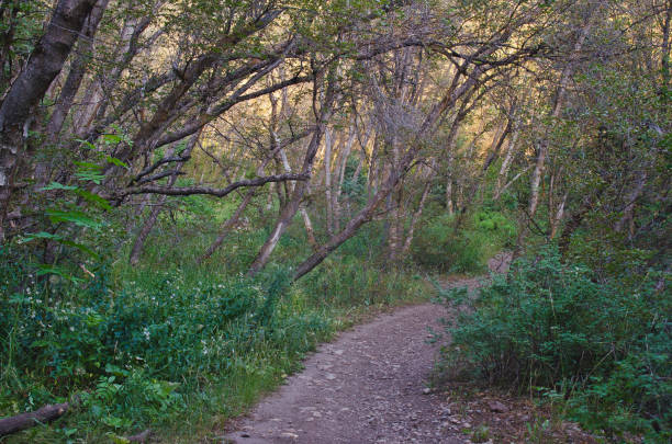 istock The long path in the woodland area. 1168307286