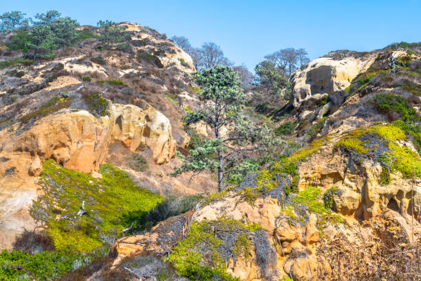 Lone pine tree in sandstone cliff landscape desert. Torrey Pines State Reserve Park, San Diego, California. Lone pine tree in sandstone cliff landscape desert. Torrey Pines State Reserve Park hiking trail in Lo Jolla, San Diego, California. torrey pines tree stock pictures, royalty-free photos & images