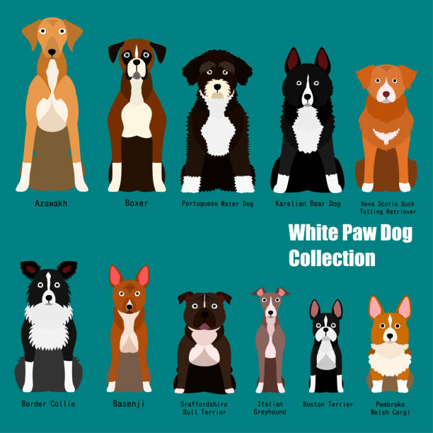коллекция белой лапы собаки - dog group of animals white background variation stock illustrations