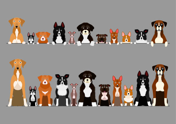 пограничный набор белых лап собак. - dog group of animals white background variation stock illustrations