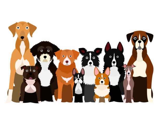 группа белой лапы соба�ки - dog group of animals white background variation stock illustrations