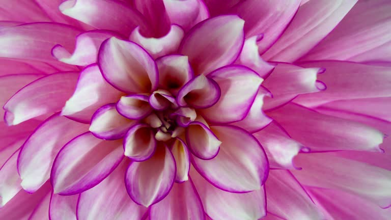 Blooming Pink Dahlia Flower