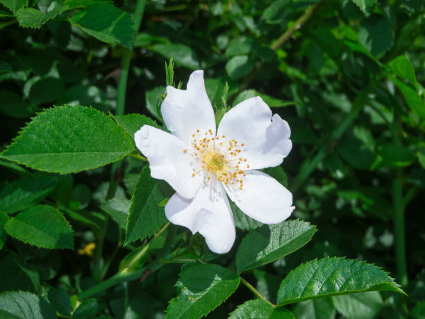 White rosa spinosissima_Bibernell-rose Closeup of a White Beaver Rose in Front of Fresh Green Leaves Background. Sepal stock pictures, royalty-free photos & images