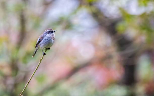 istock Blue Bird in Hong Kong 1168316698