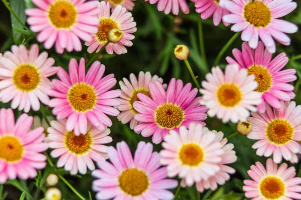 istock Pink flowers in Summer 1168316706