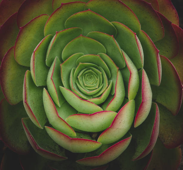 istock Succulent and flower garden in San Francisco 1168318491