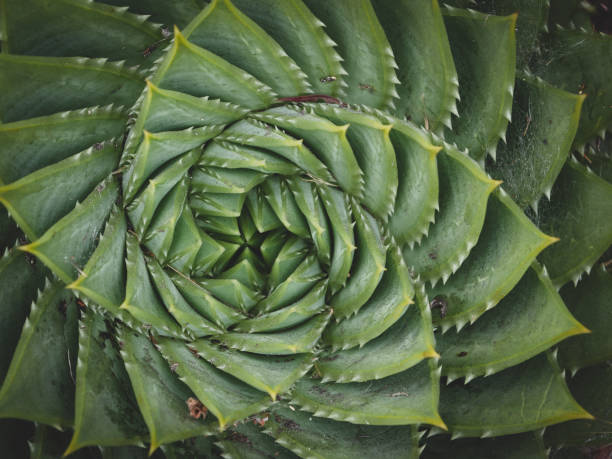istock Succulent and flower garden in San Francisco 1168318492