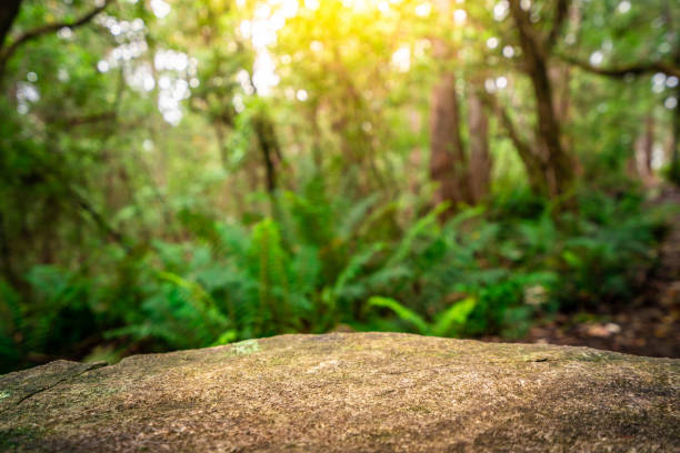 tavolo rock vuoto per la visualizzazione dei prodotti nella giungla della tasmania, australia. concetto di pubblicità di prodotti naturali. - wood product foto e immagini stock