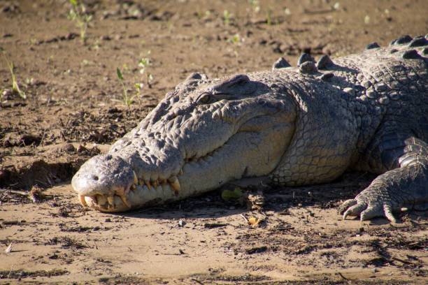 head of a saltwater crocodile lying in the mud. taken on the daintree river in queensland, australia. - crocodile alligator australia animal teeth imagens e fotografias de stock