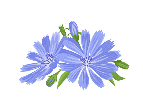 Bouquet of chicory flowers isolated on a white background. Vector illustration of blue wildflowers. Medicinal plant in cartoon simple flat style.