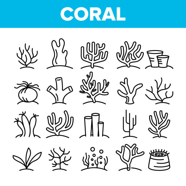 ilustrações de stock, clip art, desenhos animados e ícones de corals reefs and seaweed vector linear icons set - algae