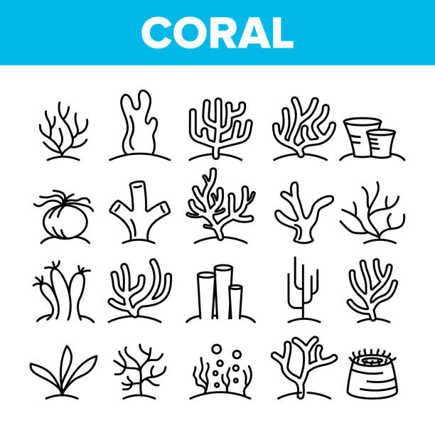 Corals Reefs And Seaweed Vector Linear Icons Set Corals Reefs And Seaweed Vector Linear Icons Set. Ocean Corals, Underwater Sea Life Outline Symbols Pack. Marine Flora And Fauna. Aquarium Natural Decoration Isolated Contour Illustrations Algae stock illustrations