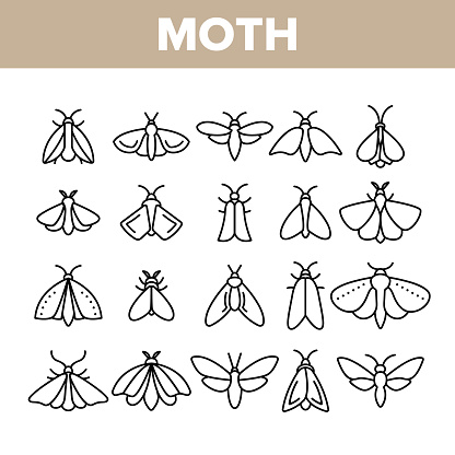 Moth, Insects Entomologist Collection Vector Linear Icons Set. Moth Species And Types Outline Cliparts. Flying Insects With Wings Pictograms Collection. Butterflies Thin Line Illustration