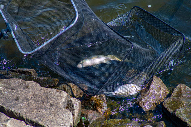 istock Fishing cage with fish in the water. 1168328040