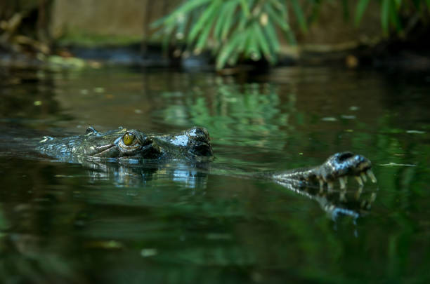 The gharial (Gavialis gangeticus), also known as the gavial, and fish-eating crocodile is a crocodilian in the family Gavialidae, native to sandy freshwater river banks in the plains of the northern part of the Indian subcontinent. el gavial (gavialis gangeticus), también conocido como gavial, y cocodrilo que come pescado es un cocodrilo de la familia gavialidae, nativo de las orillas de los ríos de agua dulce de arena en las llanuras de la parte norte del subcontinente indio.